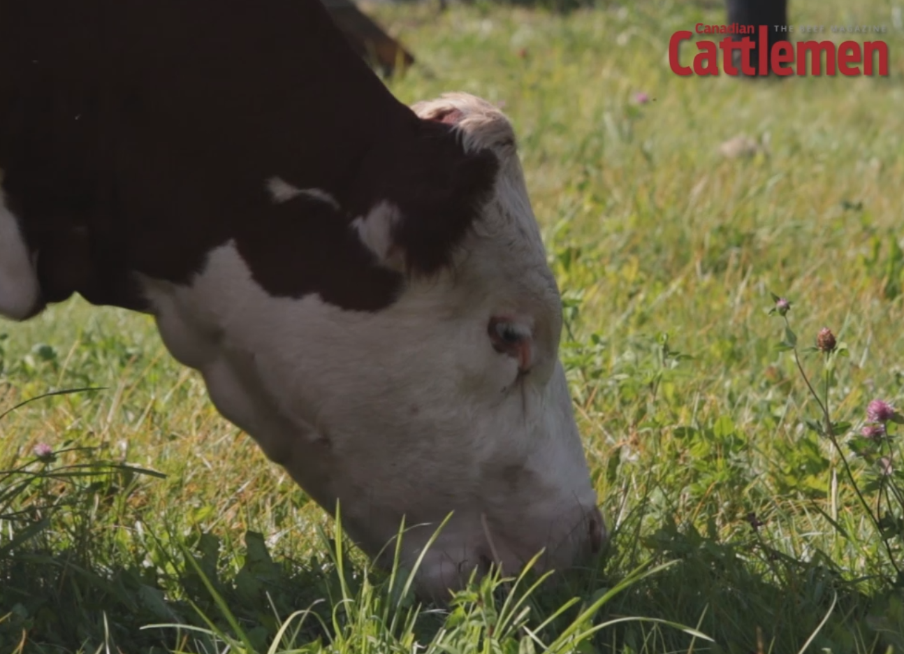 Cattle Management with Jake Kyle from Gallagher