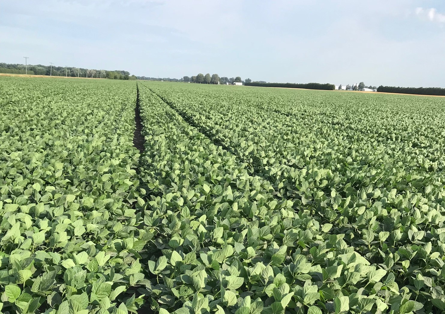 Seed and Crop Protection Guide