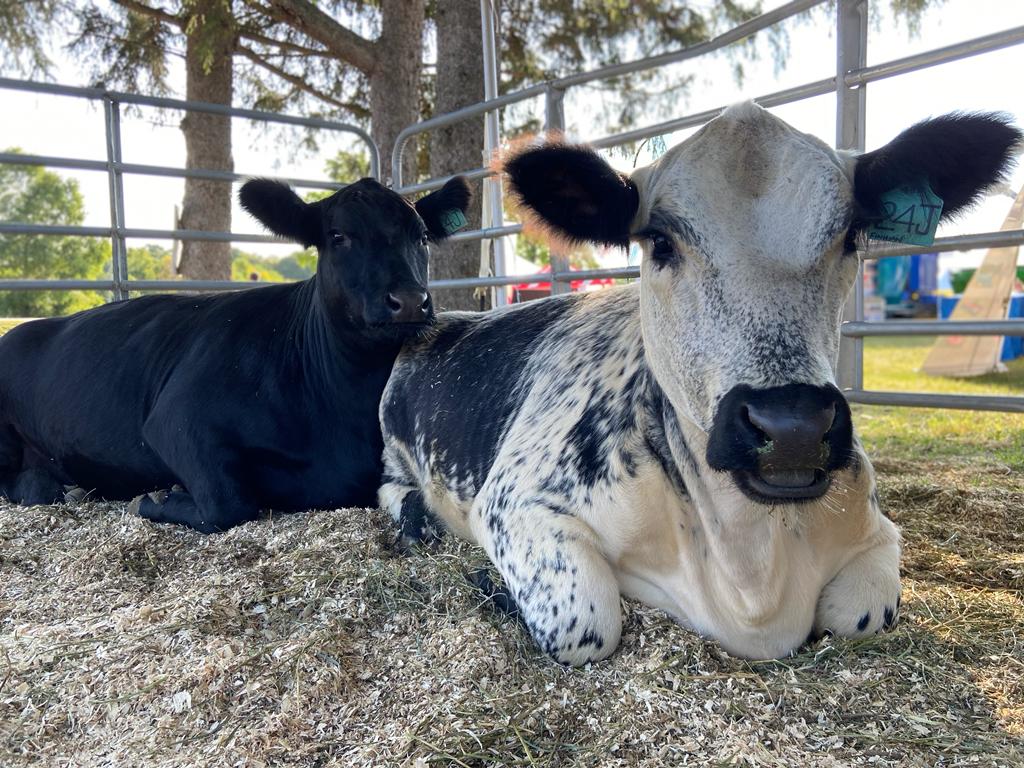 Livestock Central: where everything dairy, beef, sheep and goat can be found